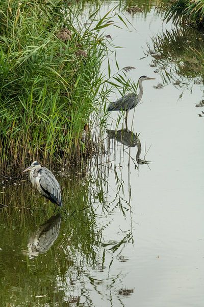 2 blauwe reigers in het Molsbroek te Lokeren met spiegelbeeld van Alain Gysels