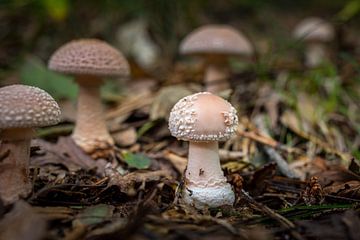 Paddestoelen in het bos 03 van Arjen Schippers