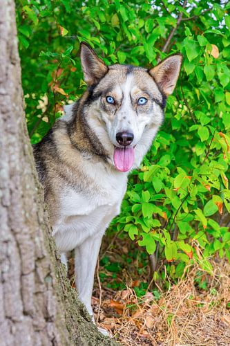 Portret husky hond bij boomstam in natuur