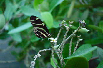 Schmetterling mit gelben Streifen und weißen Punkten auf Zweig mit weißer Blüte