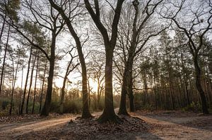 den Treek Henschoten Teil 2