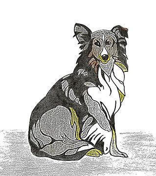 Schotse collie