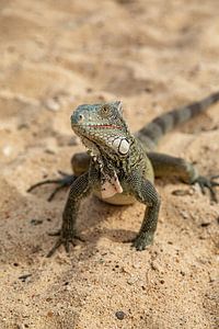 Iguanes sur la plage de Curaçao sur Laura V