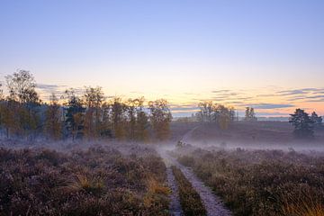 Morgennebel in Zonhoven