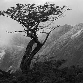 Lonely trees on Tierra del Fuego by Heike und Hagen Engelmann