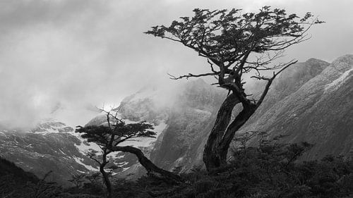 Lonely trees on Tierra del Fuego