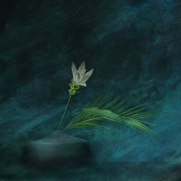Le rêve du curcuma. par Saskia Dingemans Awarded Photographer