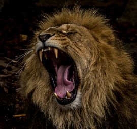 Etwas müde von Stephan Scheffer