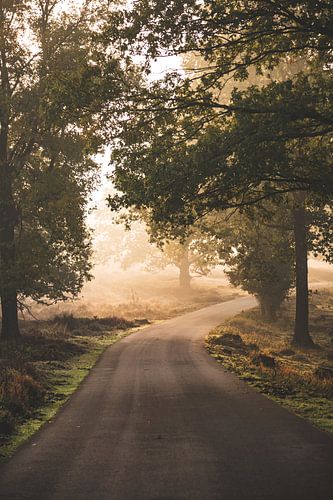 Sonnenaufgang auf der Veluwe