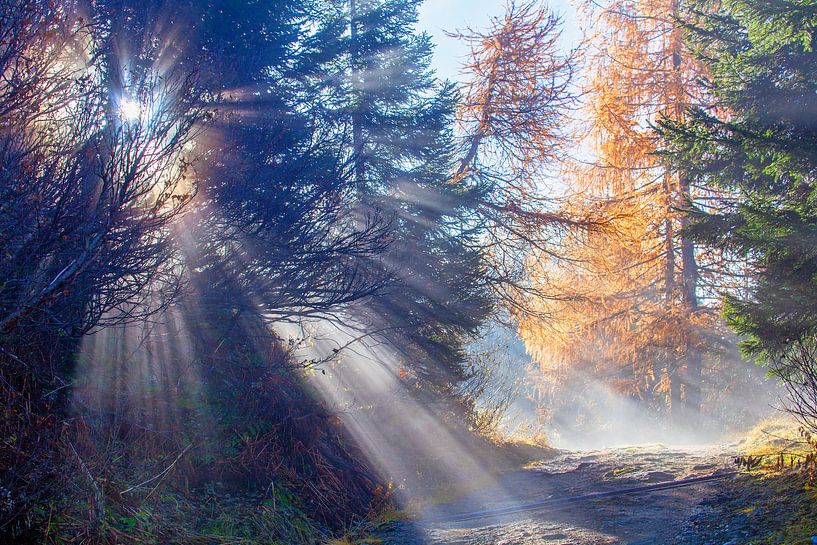 Sunlight in the autumn forest by Christa Kramer