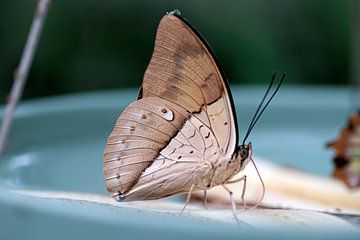 de pracht van een vlinder van wil spijker