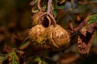 Herbstfarben ....