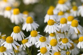 Fleurs de camomille dans la nature