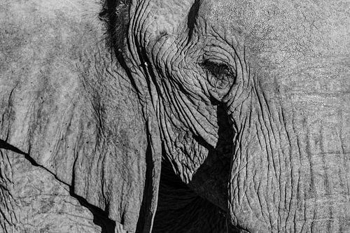 Schwarz-Weiß-Nahaufnahme eines Wüstenelefanten / Elefanten - Twyfelfontein, Namibia von Martijn Smeets