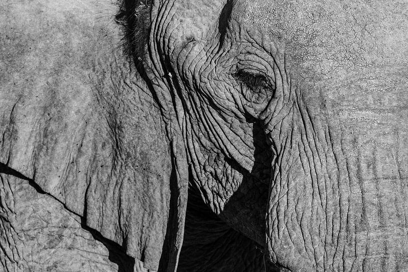 Black and white close-up photo of desert elephant / elephant - Twyfelfontein, Namibia by Martijn Smeets