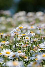 Unzählige Blümchen von Eline Huizenga