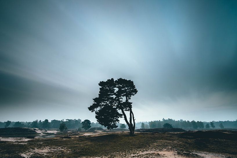 Der einsame Baum, Zeist Heidestein Utrecht Ridge! von Peter Haastrecht, van