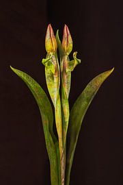 Zwillings-Tulpe von Monique van Velzen