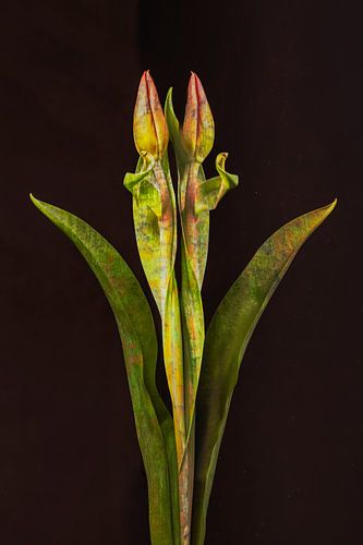 Zwillings-Tulpe von Monique van Velzen