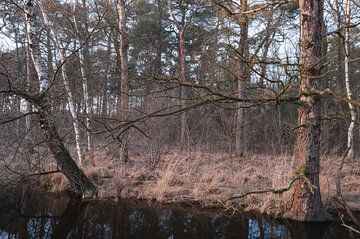 Arbres du Dwingelderveld, Drenthe - Pays-Bas