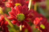 Rode chrysanten