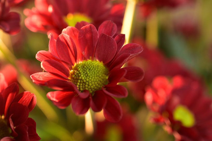 Red chrysanthemums by Philipp Klassen