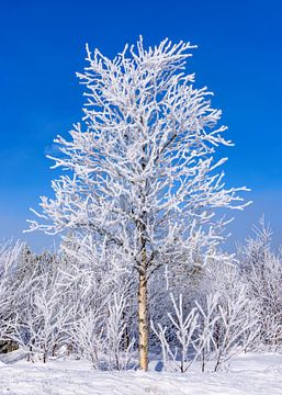 Besneeuwde boom met blauwe lucht