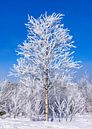 Snowy tree with blue sky by Adelheid Smitt thumbnail