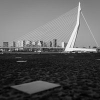 De zwaan