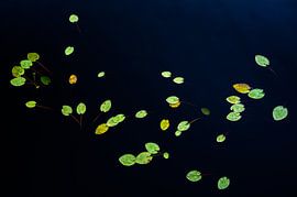 Eau profonde sur Stijn Smits