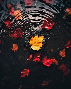 Herbststimmung