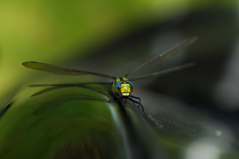 Fly on the wall van Leanne lovink