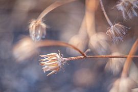It's all in nature's details - Blue Hue by Alexander Tromp