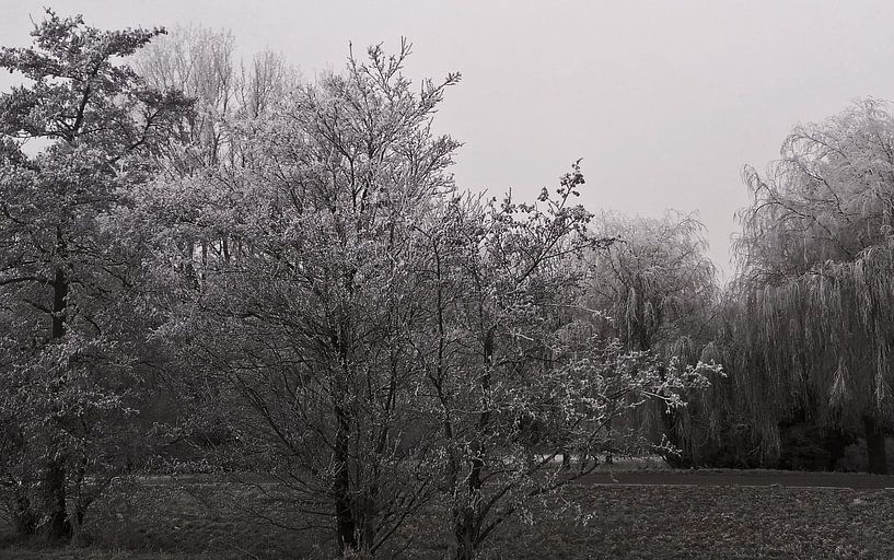 Winterbomen van Rinke Velds