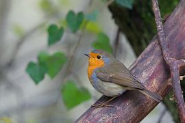 Rotkehlchen (Erithacus rubecula) von Dirk Rüter