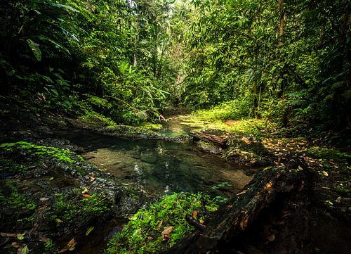 Jungle Paradise