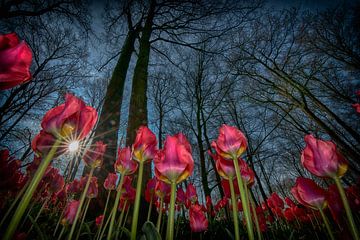 Dutch tulips by Egon Zitter