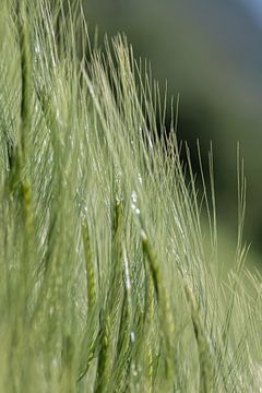 Grain Field by Thomas Heitz