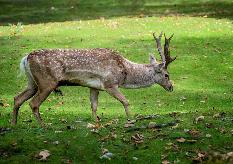 Mesopotamian fallow deer with antlers by ManfredFotos