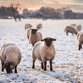 Moutons de campagne dans la Drenthe sur Coby Bergsma