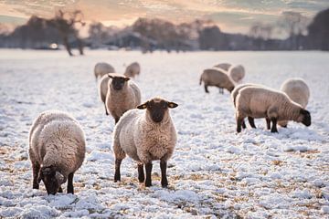 Country style sheep in Drenthe by Coby Bergsma