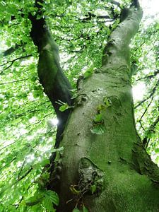 Tree Magic 13
