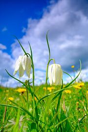 La fritillaire pintade dans une prairie au printemps sur Sjoerd van der Wal Photographie