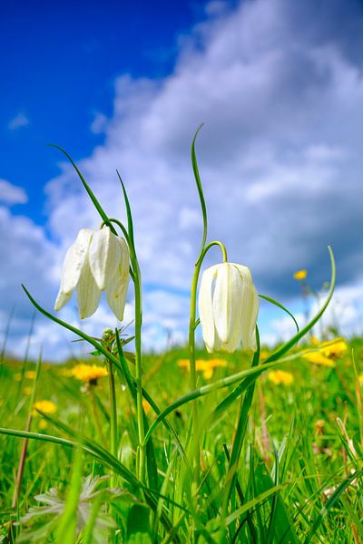 Kievitsbloemen in een weiland in het voorjaar van Sjoerd van der Wal Fotografie