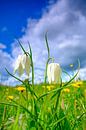 Kievitsbloemen in een weiland in het voorjaar van Sjoerd van der Wal Fotografie thumbnail