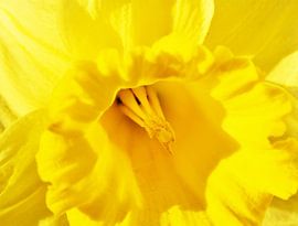 yellow daffodil flower by Werner Lehmann