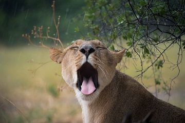 lion sous la pluie sur Ed Dorrestein