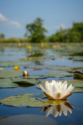 Waterlelie