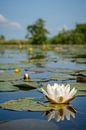 Nénuphar dans la réserve naturelle de Wieden par Sjoerd van der Wal Photographie Aperçu