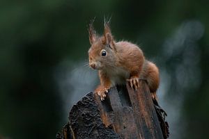 Neugieriges Eichhörnchen auf einem Baumstamm.